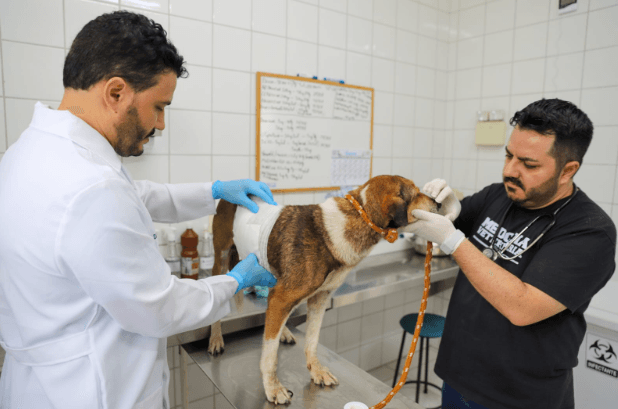 Criciúma amplia atendimento veterinário público e planeja centro de saúde animal