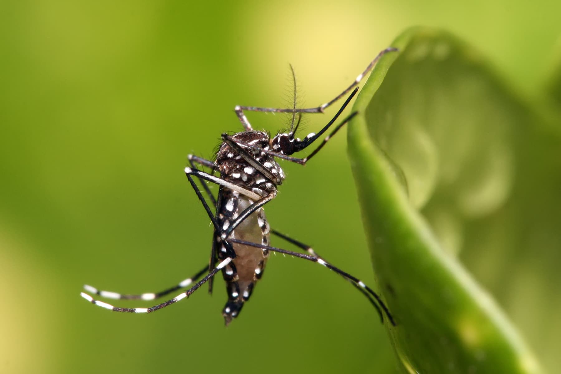Criciúma tem 12 casos suspeitos de dengue e reforça chamado à vacinação