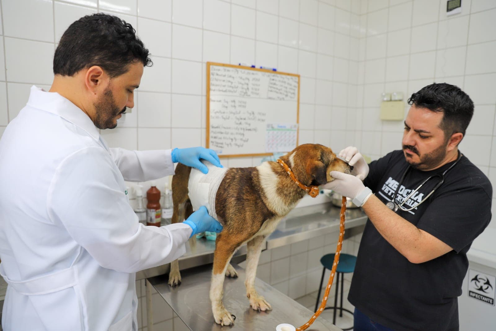 Criciúma amplia atendimento veterinário público e prepara centro de saúde animal - Prefeitura Municipal de Criciúma