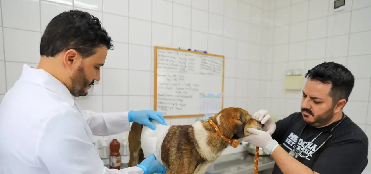 Criciúma amplia atendimento veterinário e projeta centro de saúde - Visor Notícias